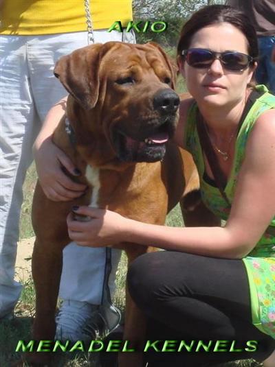 MENADEL TOSAS KENNELS offers for sale outstanding TOSA KEN puppies TOSA INU puppies  Japanese Mastiff 